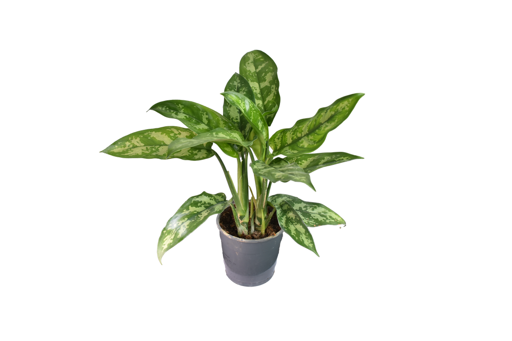 Aglaonema Maria, o Chinese Evergreen Ø 12 cm