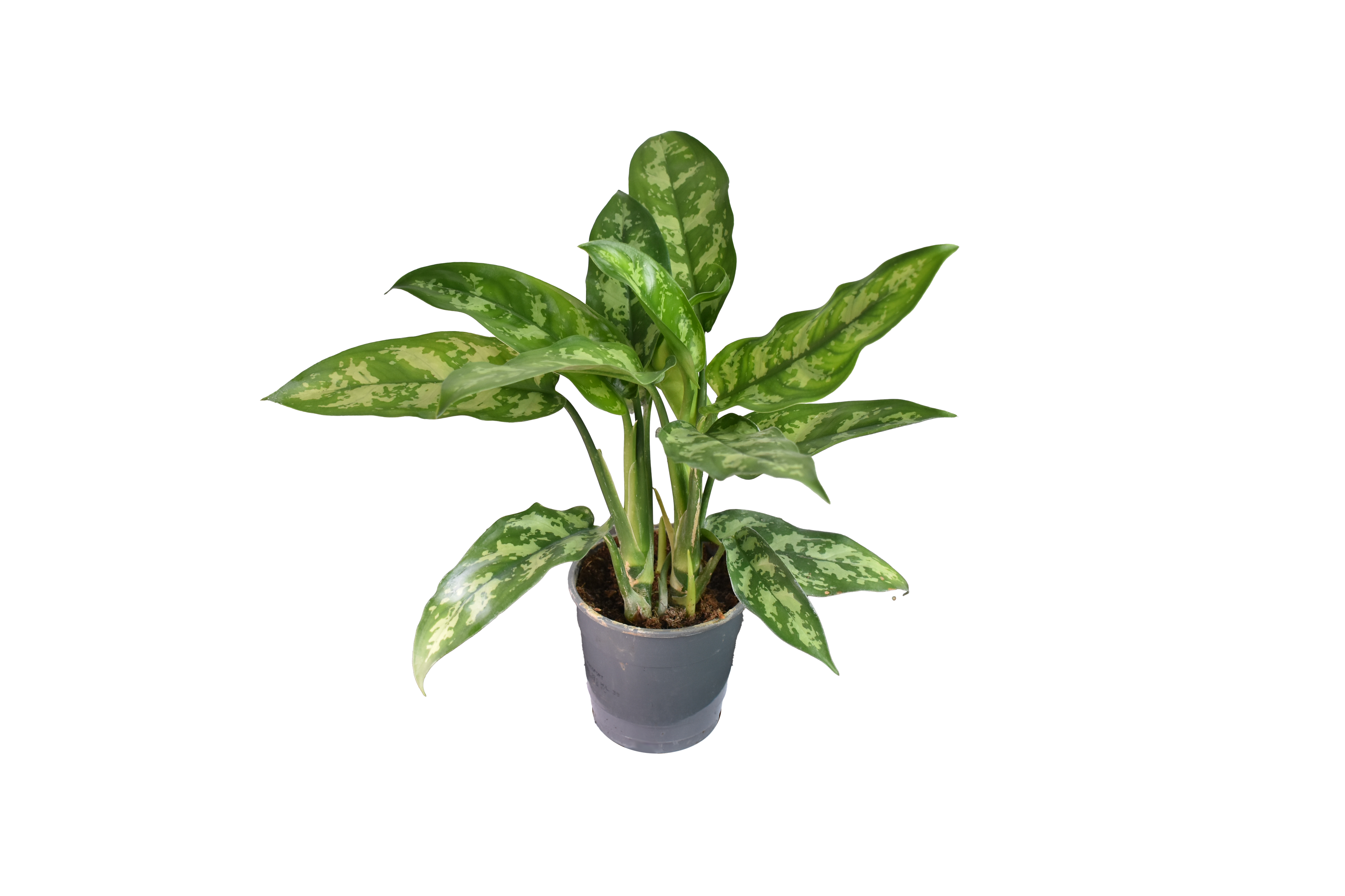 Aglaonema Maria, o Chinese Evergreen Ø 12 cm