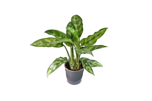 Aglaonema Maria, o Chinese Evergreen Ø 12 cm