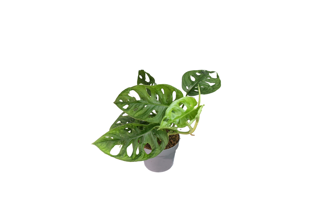 Monstera Adansonii, o Monkey Mask - Vaso da Ø12 cm
