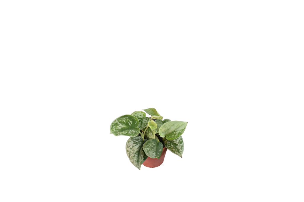 Scindapsus Pictus, o Satin Pothos - Vaso da Ø12 cm
