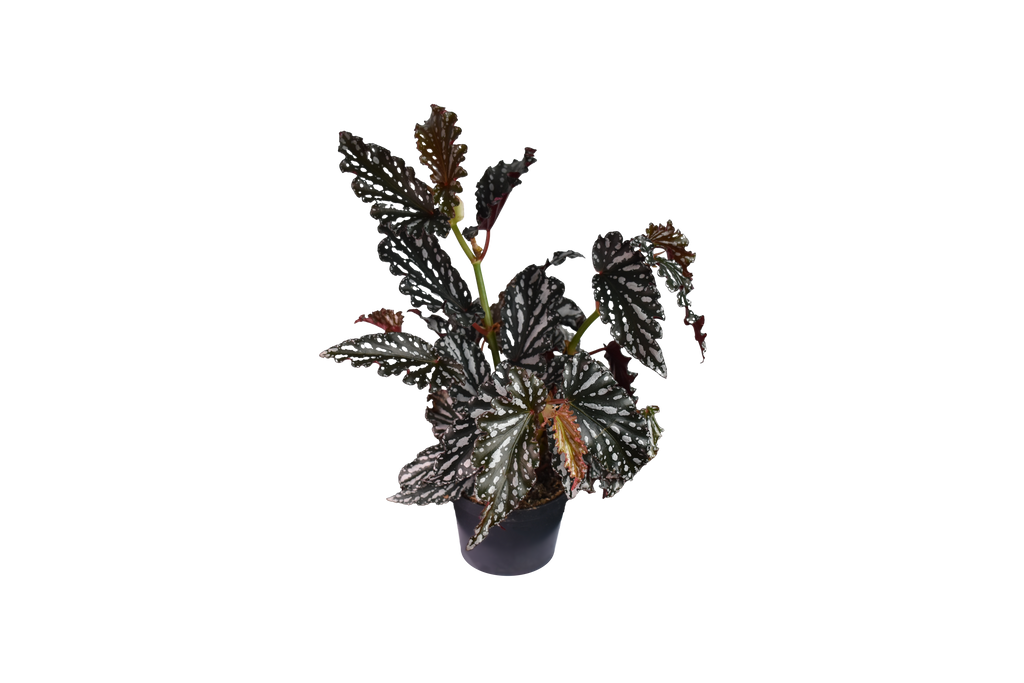Begonia Maculata Ø 12 cm