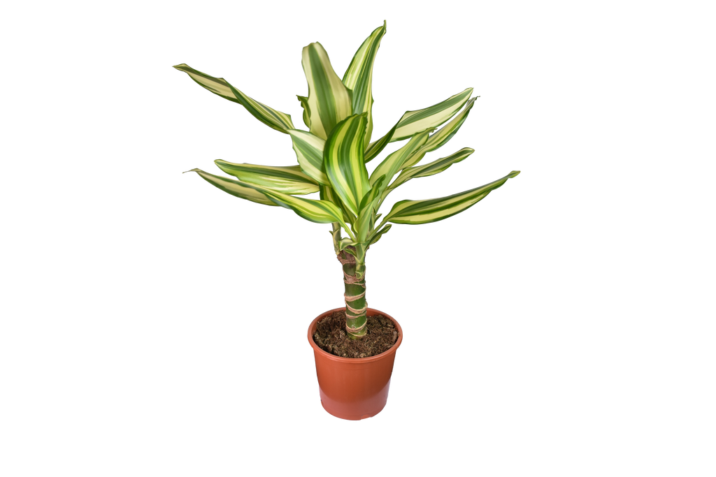 Dracaena Fragrans Yellow Coast Ø 12 cm