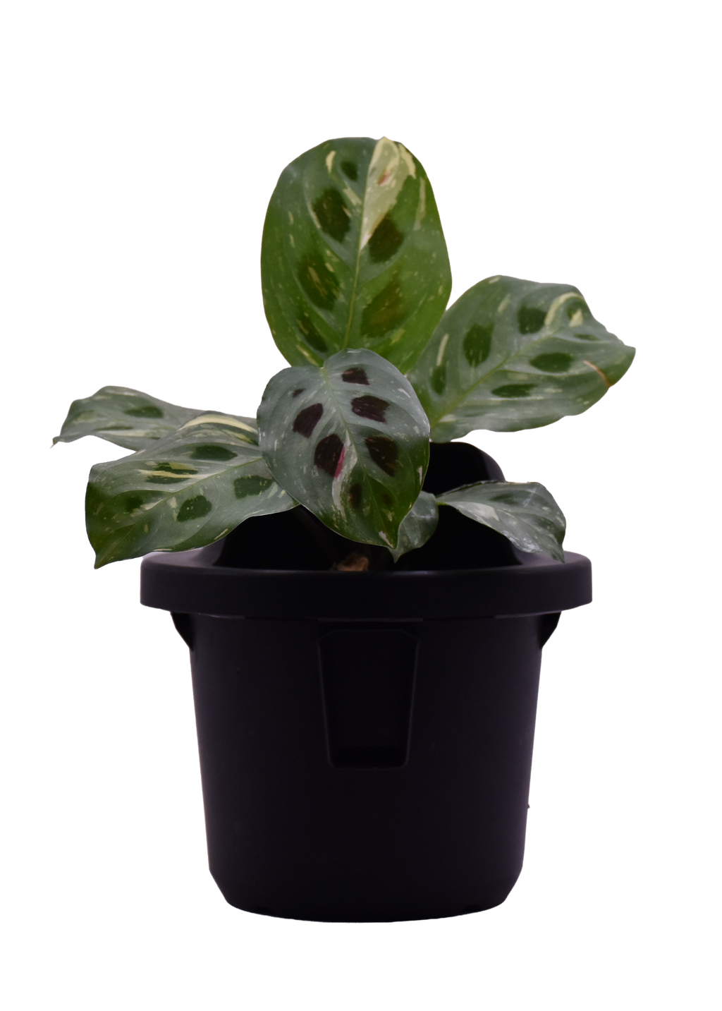 Sphera Mini - Purificatore d'aria Naturale