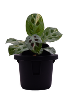 Sphera Mini - Purificatore d'aria Naturale (Acconto Early Bird) (Copia)