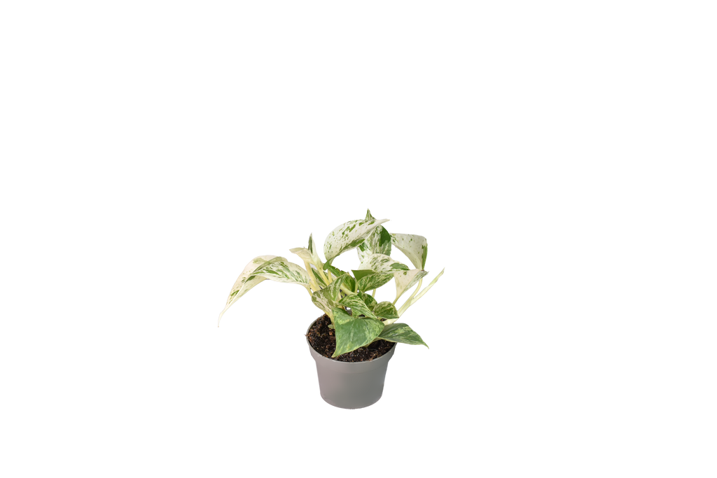 Pothos White Marble Queen - Vaso da Ø12 cm