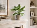 Aglaonema Maria, o Chinese Evergreen Ø 12 cm